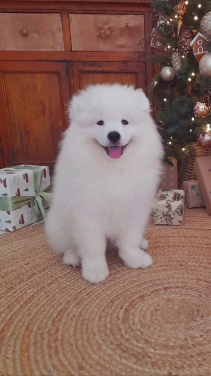 Помет «Р» 04.10.2023 д. р. Самоед Новосибирск