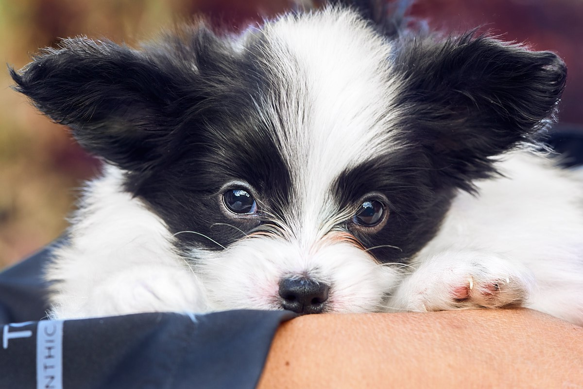 Фотосъемка животных