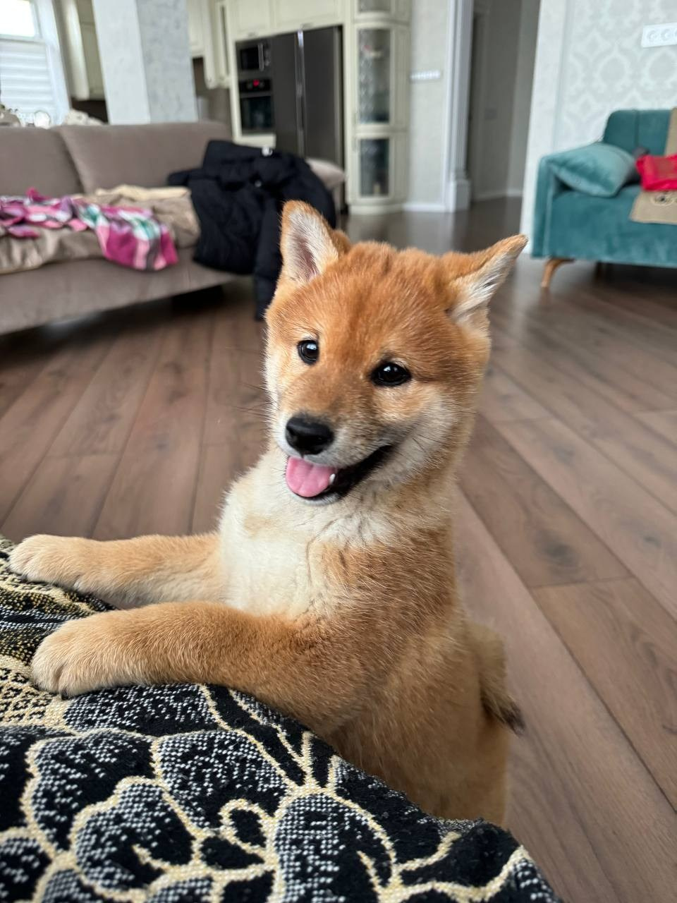 Сиба Rubylight Everest питомник Рубилайт 