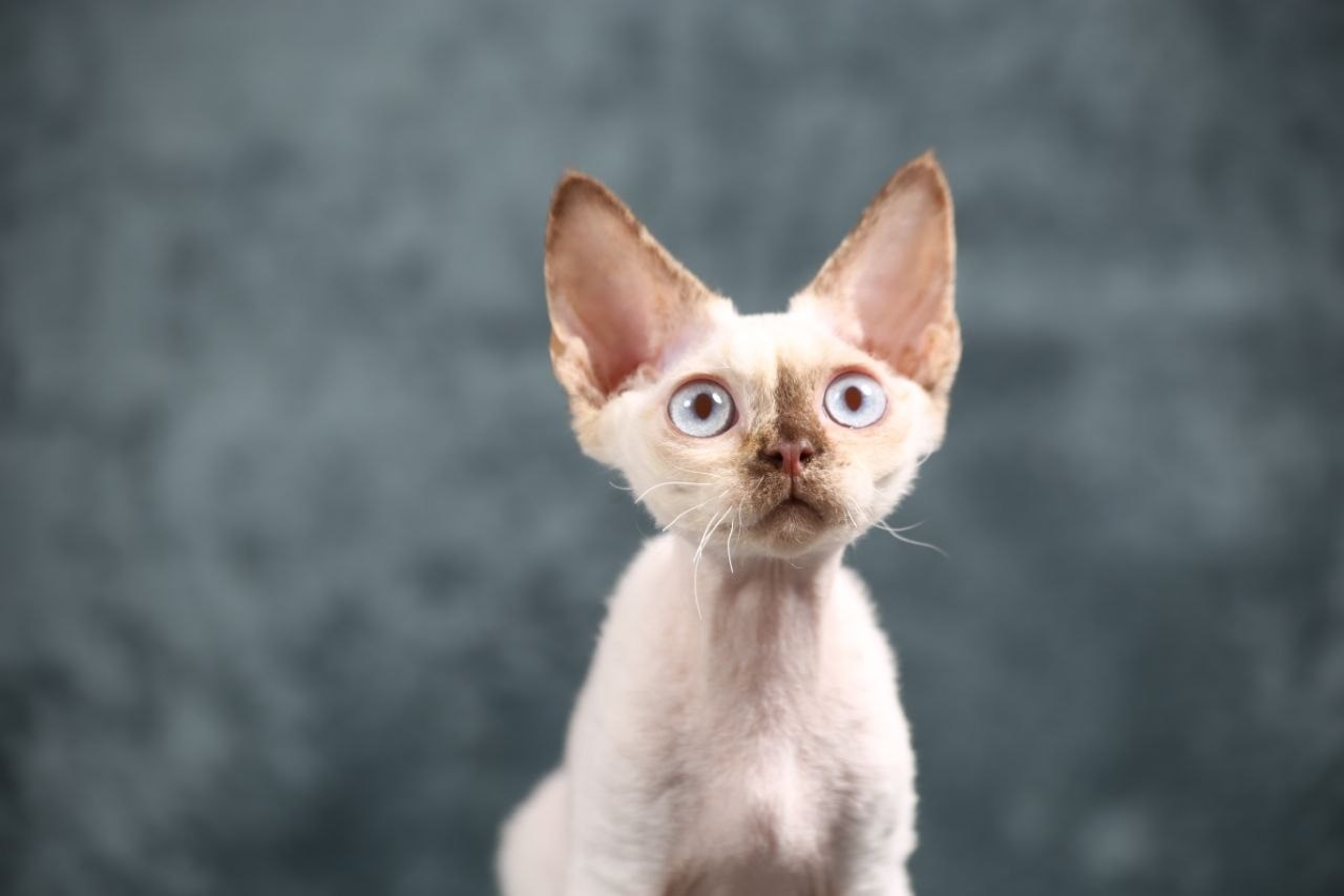 💜DRX h 33 кошка Nevskiy Favorite  Jalina д/р 15.11.25. Nevskiy Favorite — питомник девон-рексов в Санкт-Петербурге. Здоровые, ласковые и редкие котята