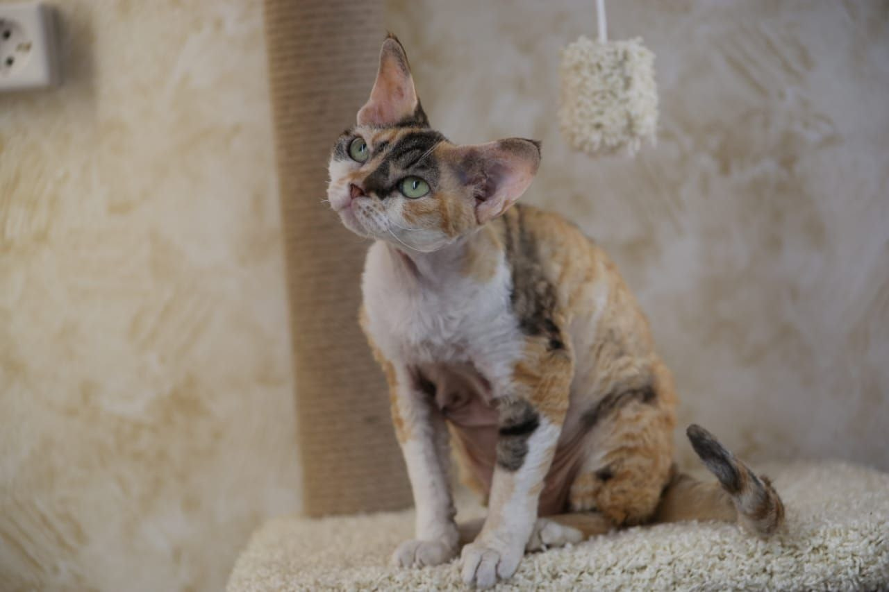 Кошка Ch Heavenly Glances Fayorella DRX f 21 03. Nevskiy Favorite — питомник девон-рексов в Санкт-Петербурге|Москве. Здоровые, ласковые и редкие котята