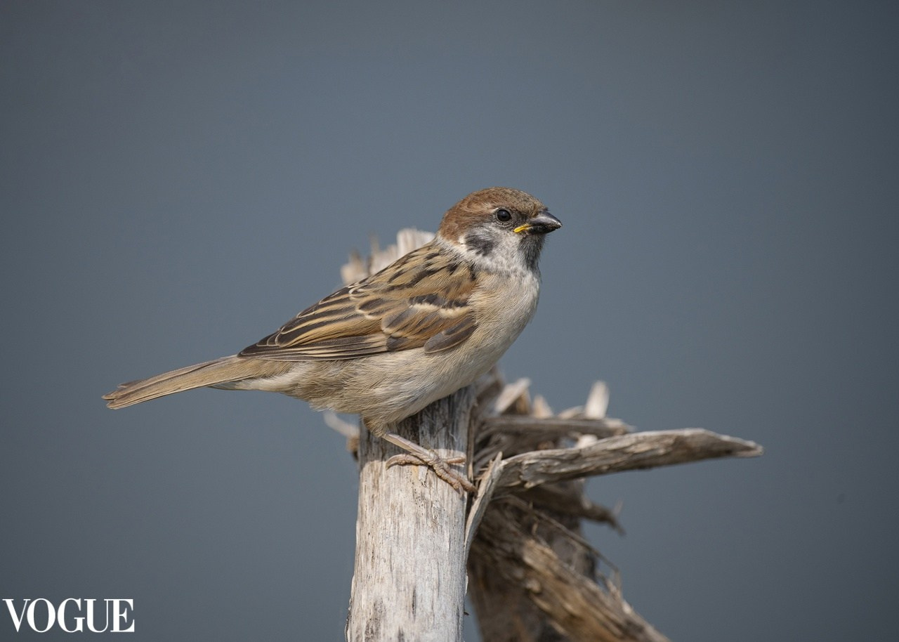 PhotoVogue. Фотографии Лены Соколовой