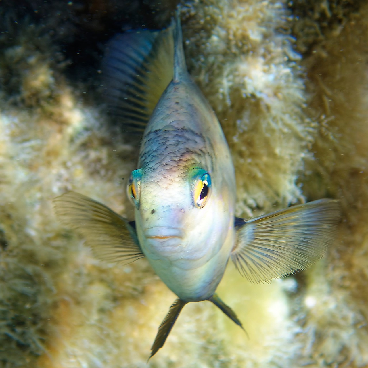 Мне посмотреть. Рыбов показываю