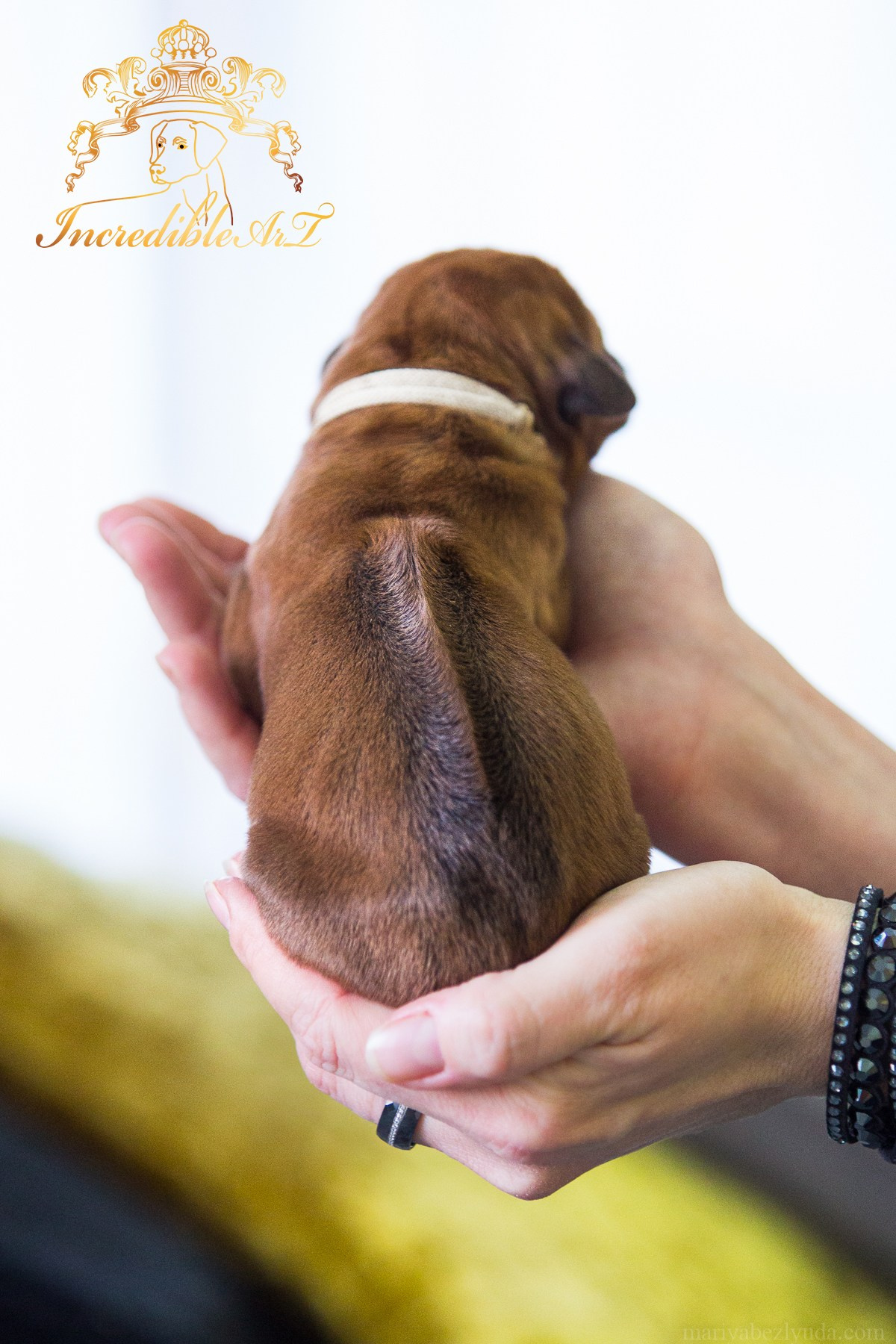 Щенки. Семейный и детский фотограф в Москве Мария Быкова