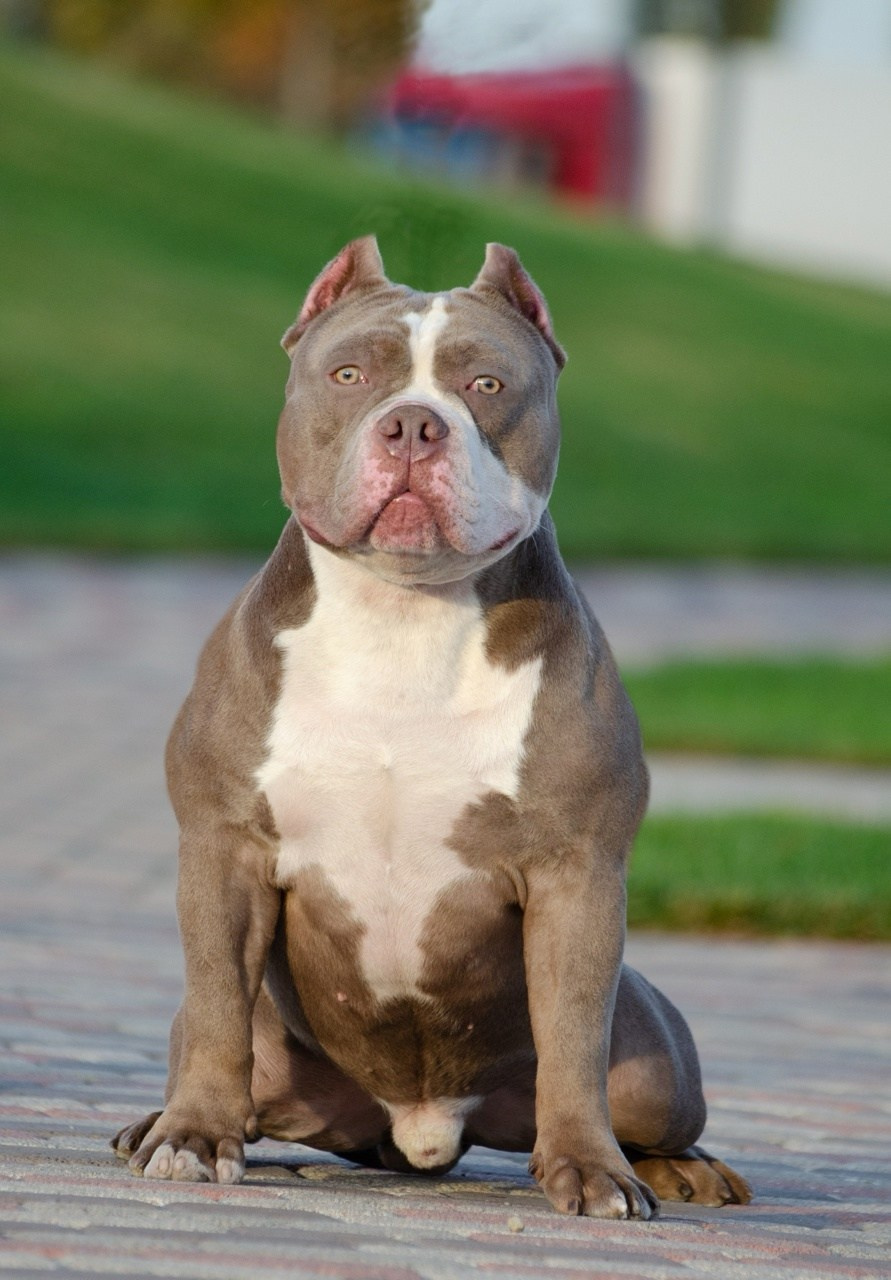 Родители Текила. ПИТОМНИК СОБАК ПОРОДЫ АМЕРИКАНСКИЙ БУЛЛИ