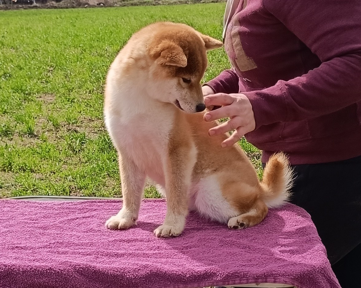 Rubylight Bella * Белла. Американская акита I Сиба ину I Питомник RUBYLIGHT