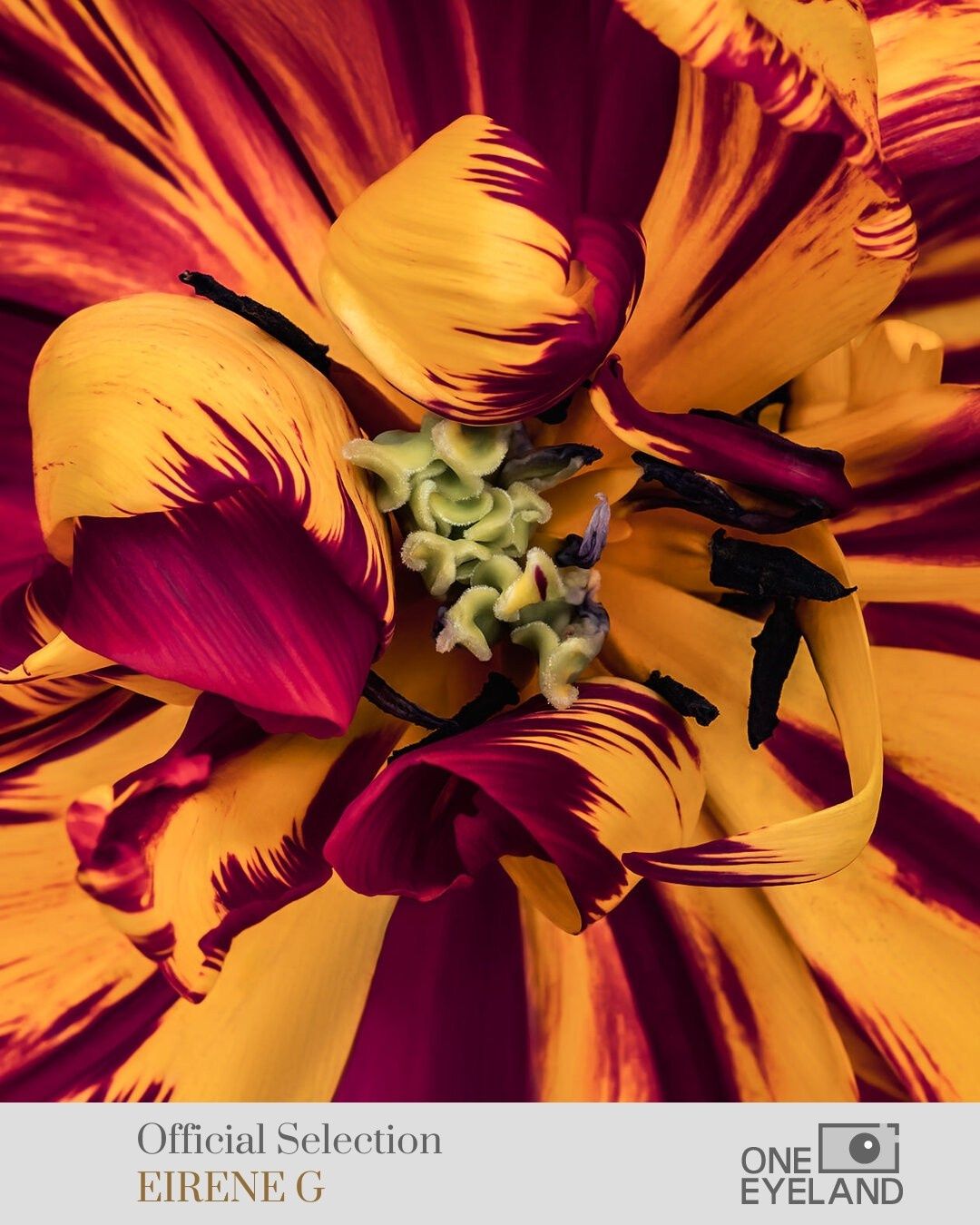 ONEEYELAND GALLERY. Eirene G |  Photoartist | Flowers from my garden