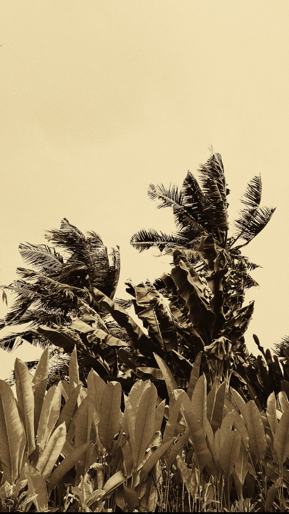 SOMEWHERE. Carolinetru