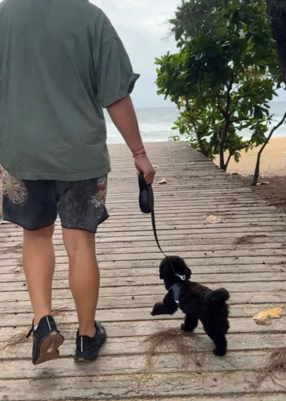 Выпускники. Заводчик Labradoodle в Санкт-Петербурге — Костылева Ульяна