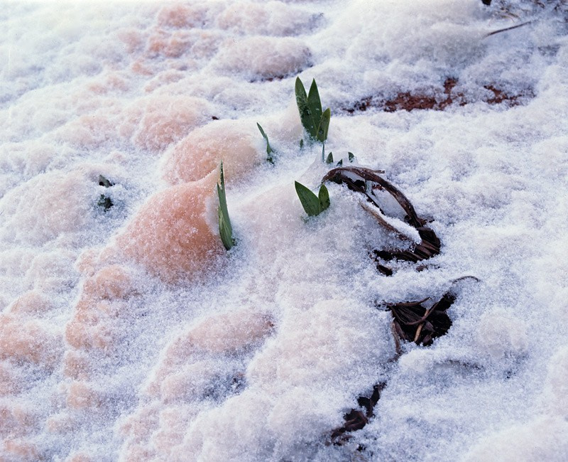 Побеги ирисов