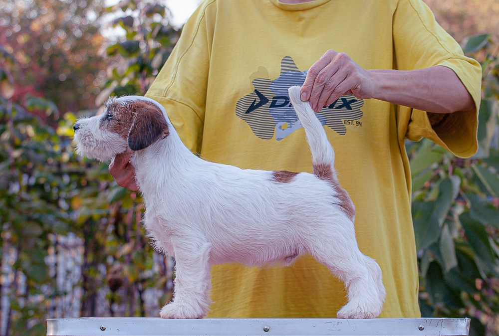 CANE MAESTRO STIMOROL ICE. CANE MAESTRO — kennel Jack Russell Terrier