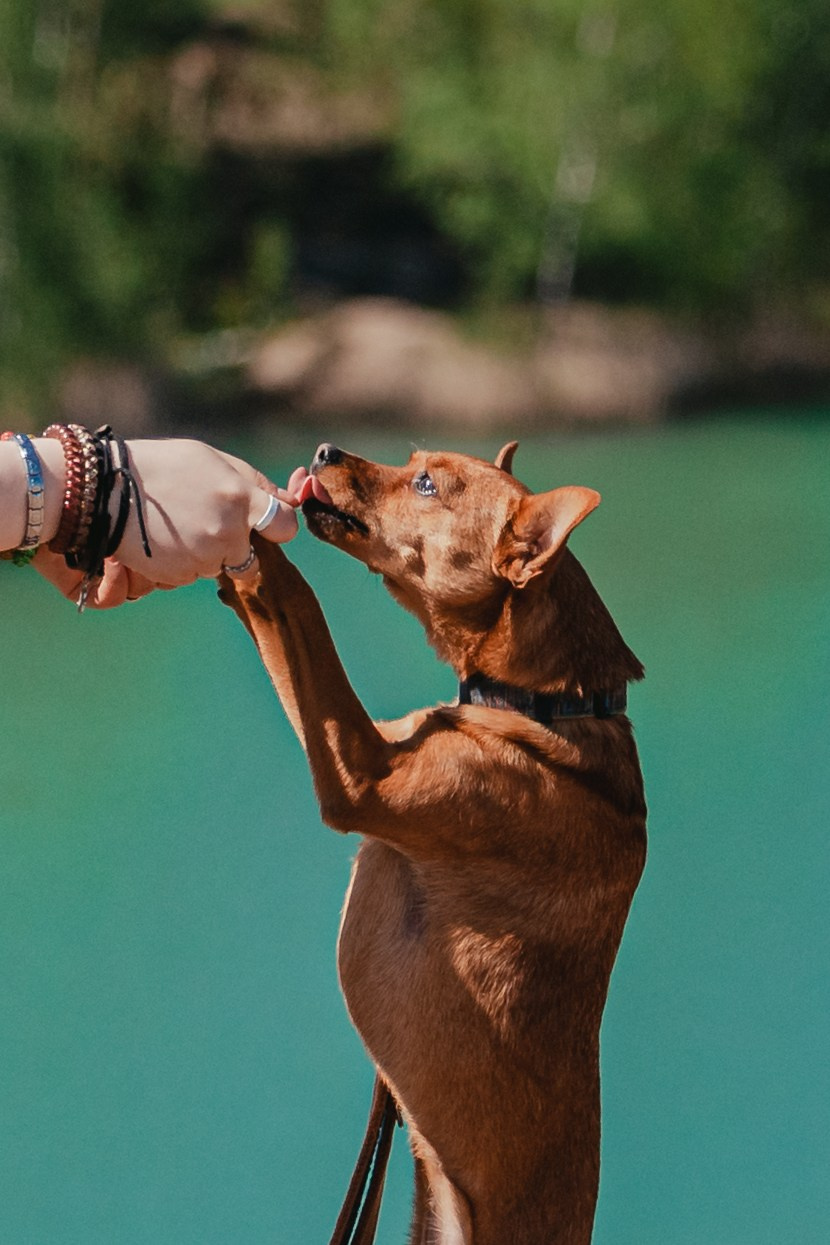 Кондуки. Фотограф-анималист Татьяна Степанова