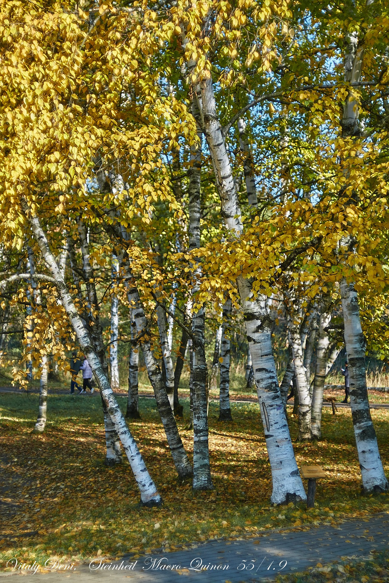 Осенний лист. Сайт фотографа Виталия Дени