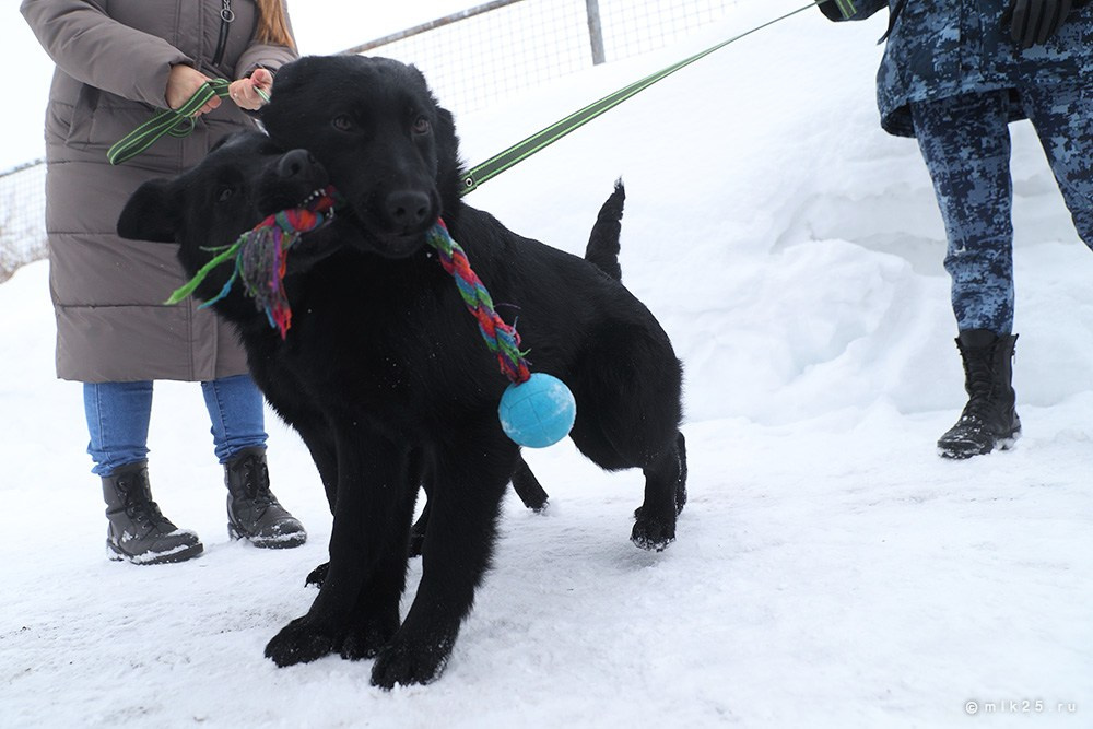 Разное. Конец зимы. Mik25