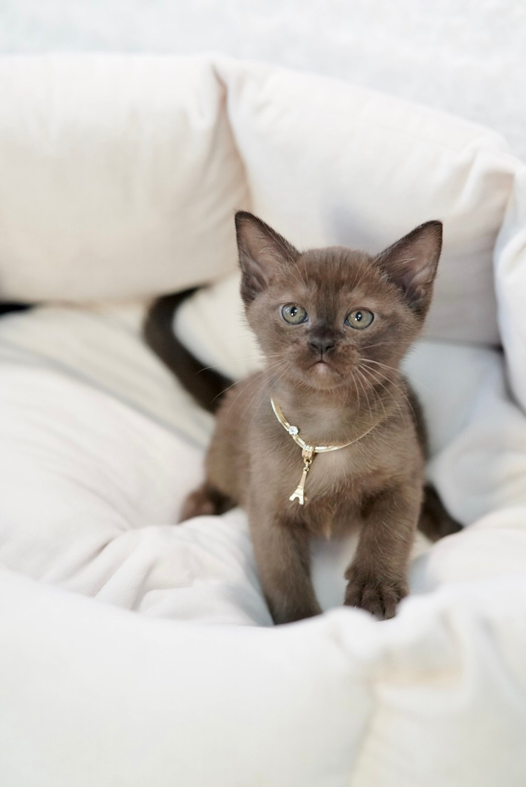 Котята. Фотограф Ирина Кудина Fox