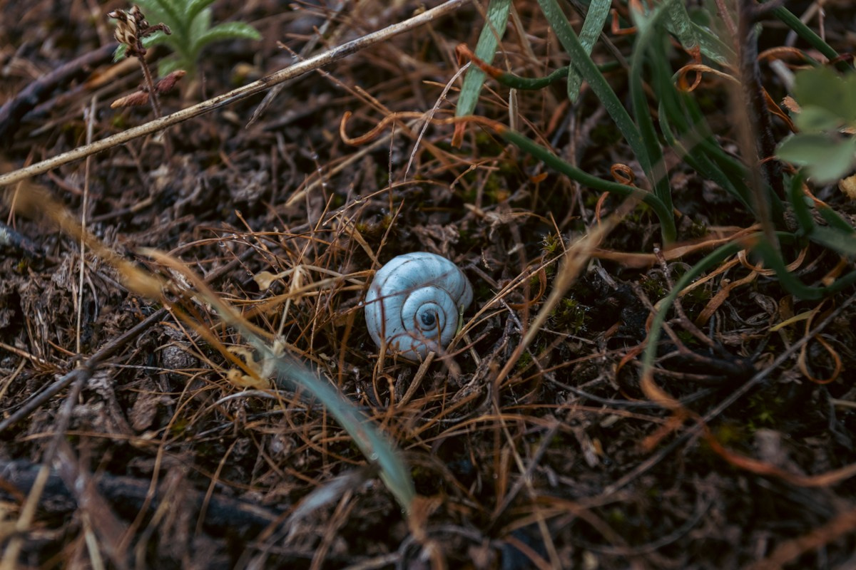 Природа. Photomantis