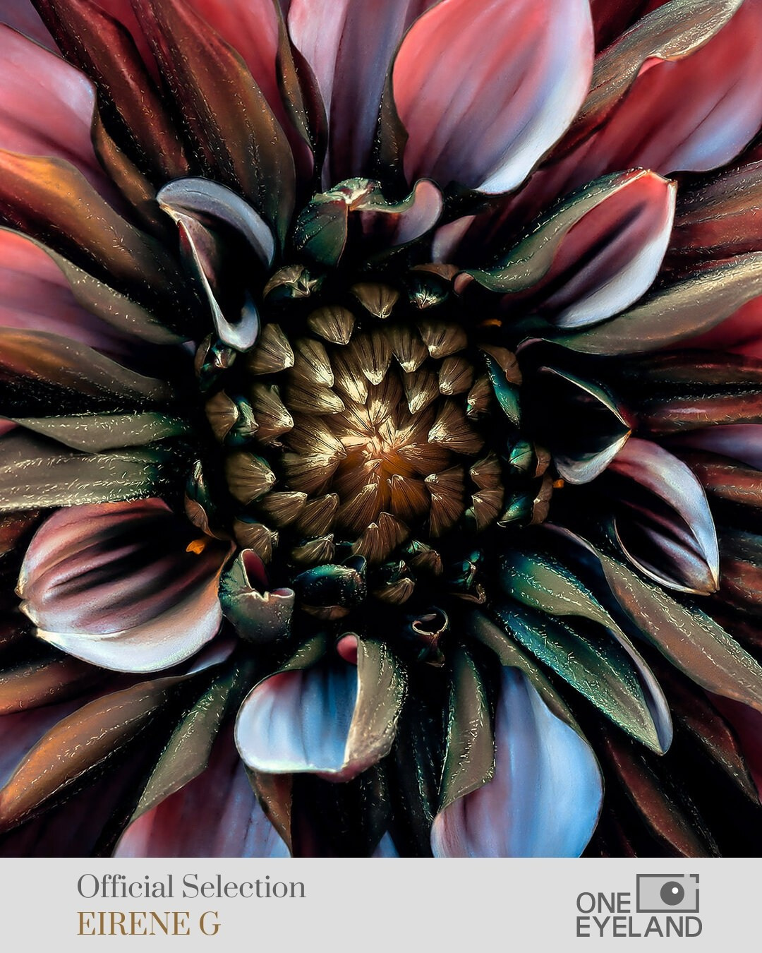 ONEEYELAND GALLERY. Eirene G |  Photoartist | Flowers from my garden