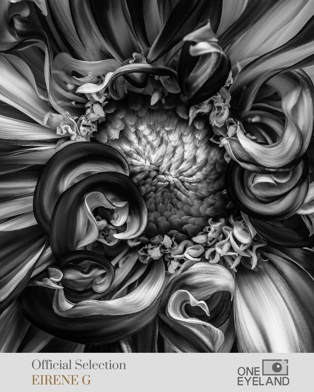 ONEEYELAND GALLERY. Eirene G |  Photoartist | Flowers from my garden