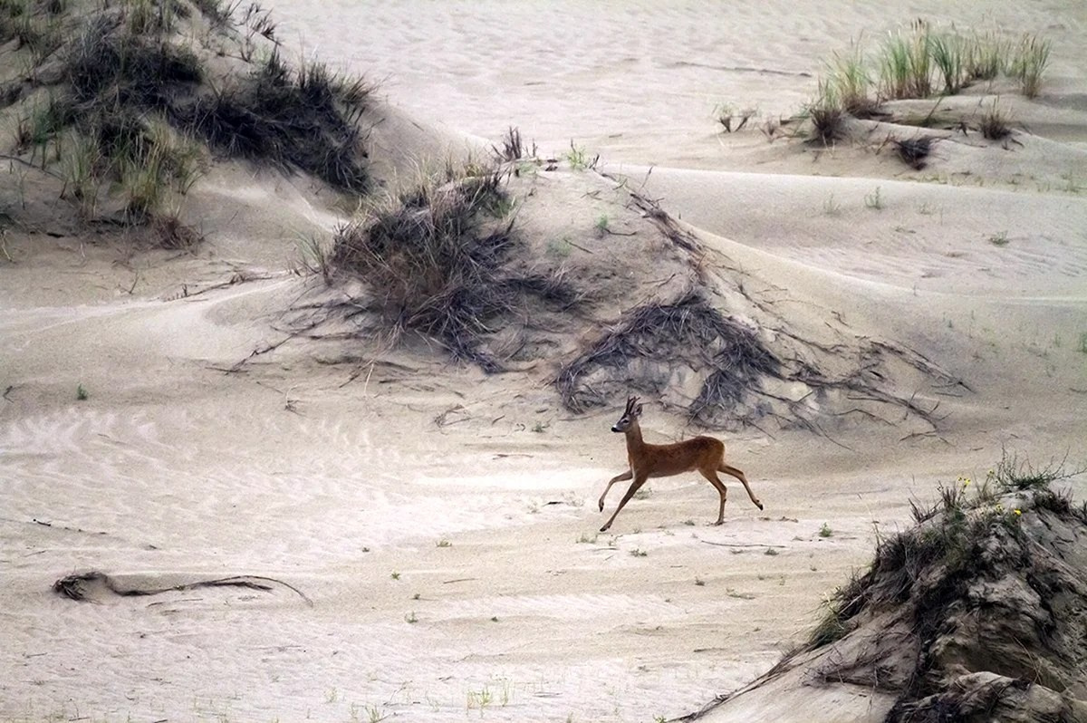 Тело Куршской косы состоит из песка, покрытого тонким растительным слоем. Косуля на Куршской косе