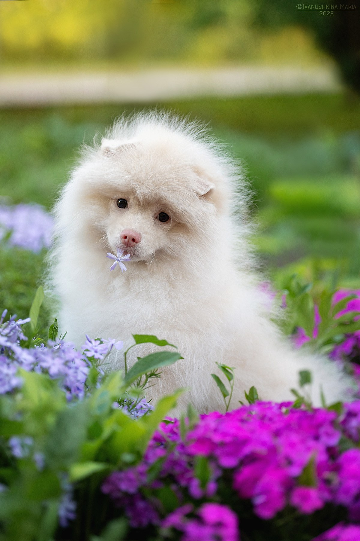Фотосессия щенков на продажу. Фотограф собак в Москве и Московской области Иванушкина Мария