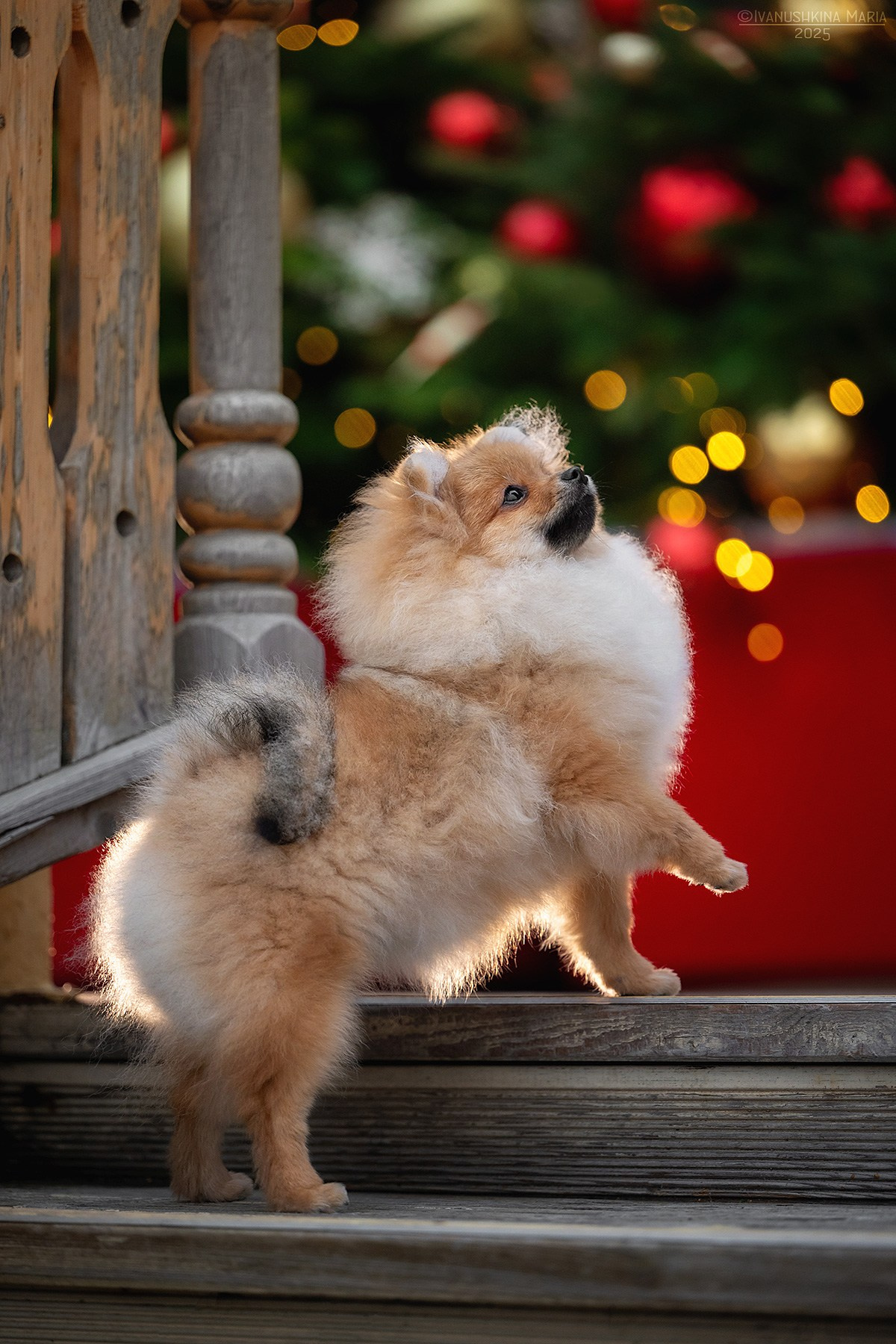 Фотосессия щенков на продажу. Фотограф собак в Москве и Московской области Иванушкина Мария