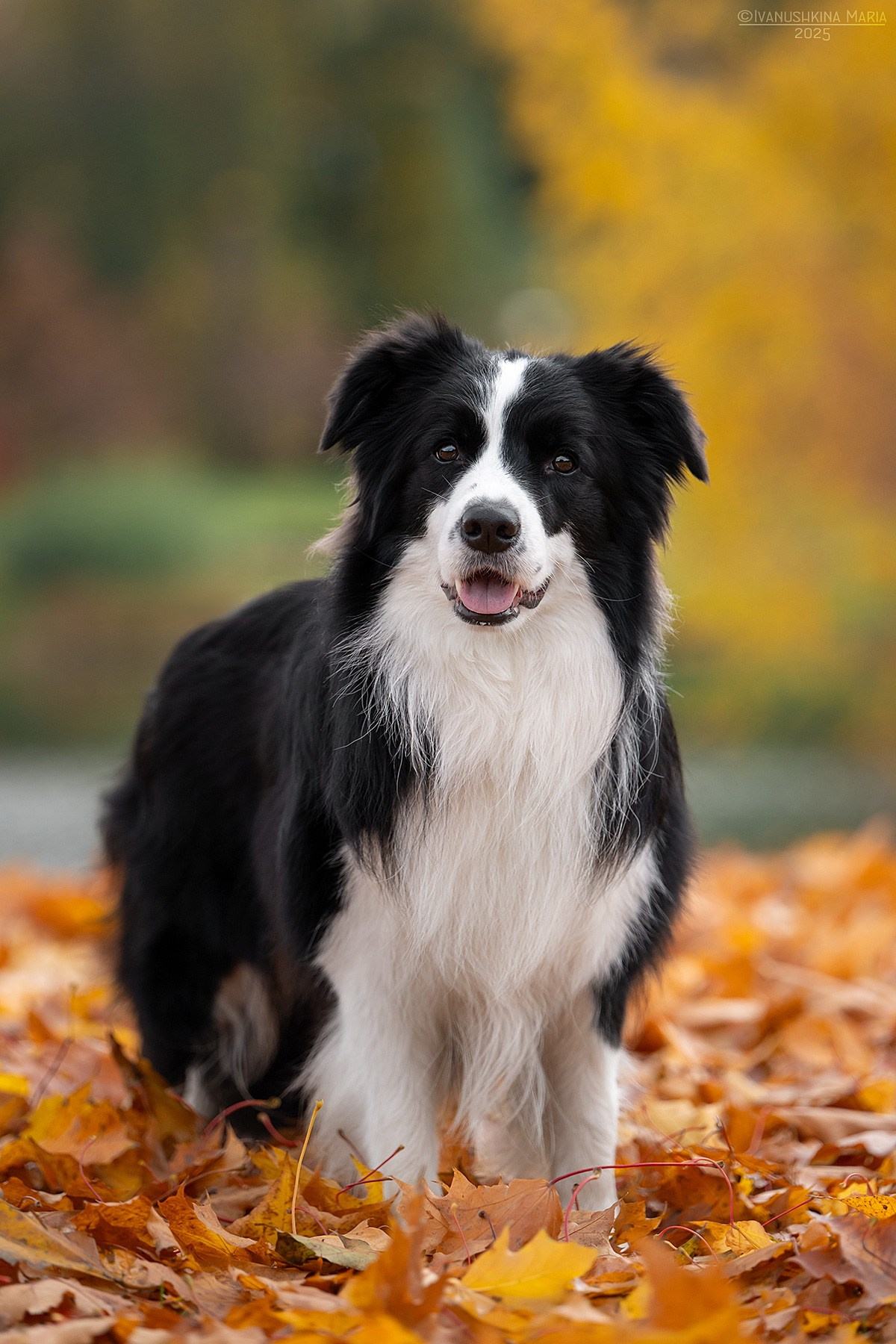 Фотограф-анималист. Фотограф собак в Москве и Московской области Иванушкина Мария