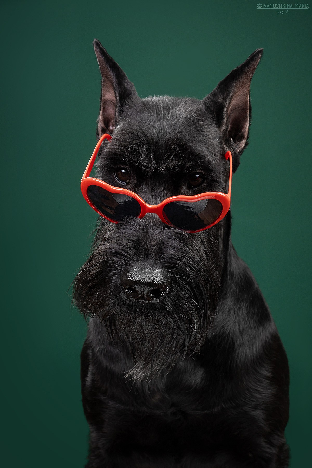 Фотосессия собаки в студии. Фотограф собак в Москве и Московской области Иванушкина Мария