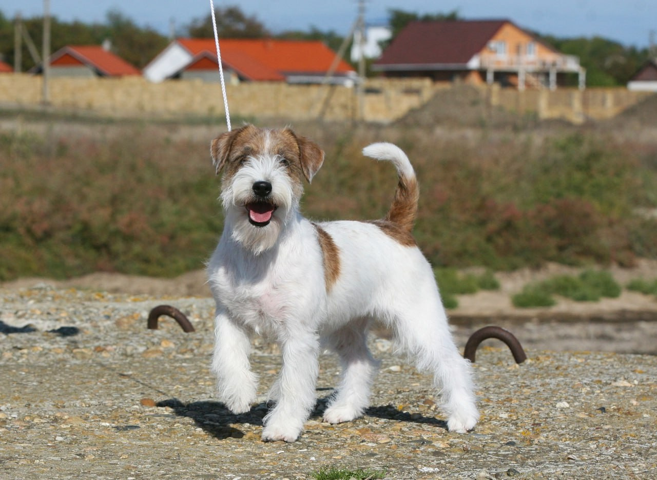 Lovely -Orange Team Spirit. Lovely-Orange питомник джек рассел терьеров