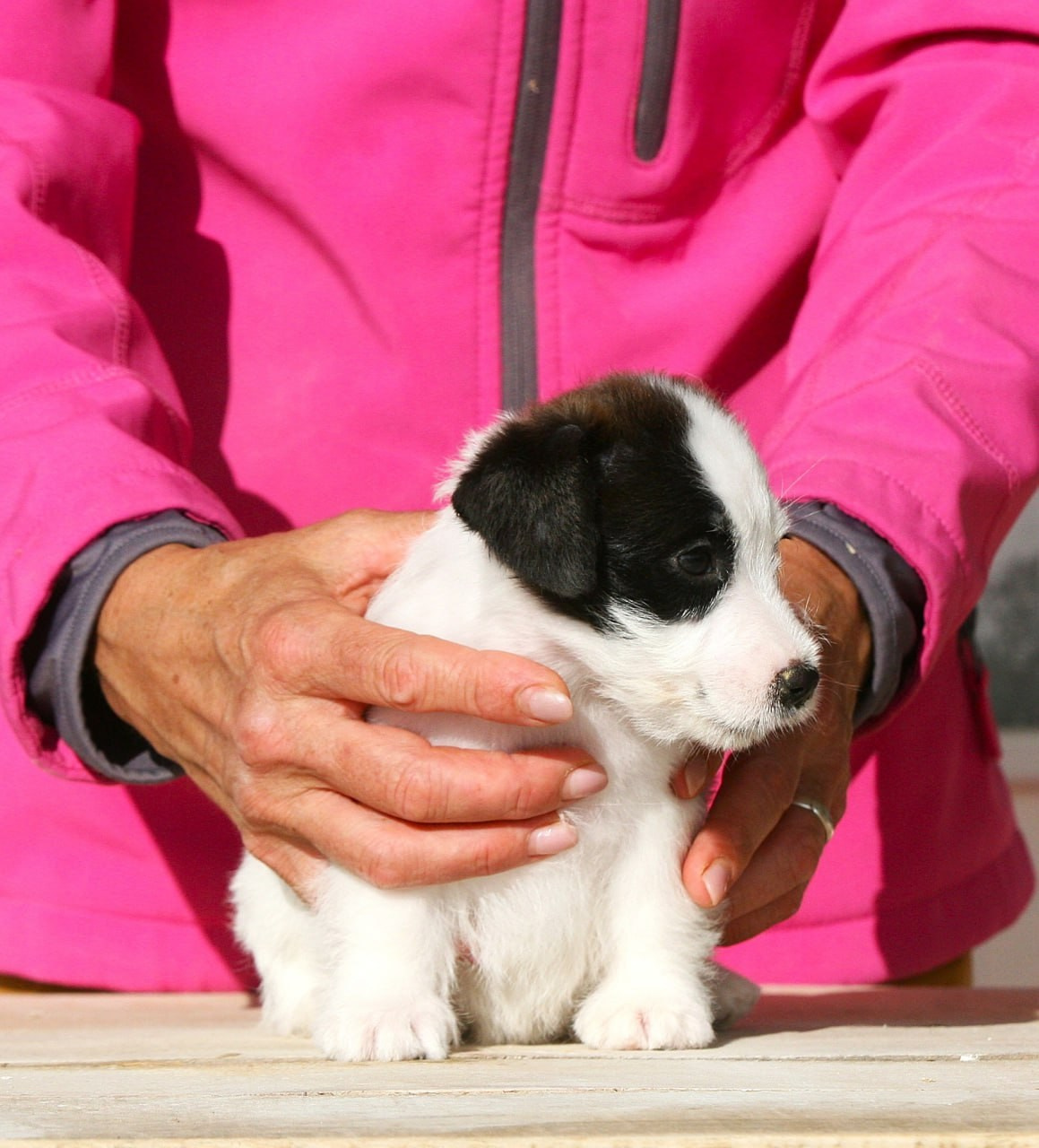 Сука 1. Lovely-Orange питомник джек рассел терьеров