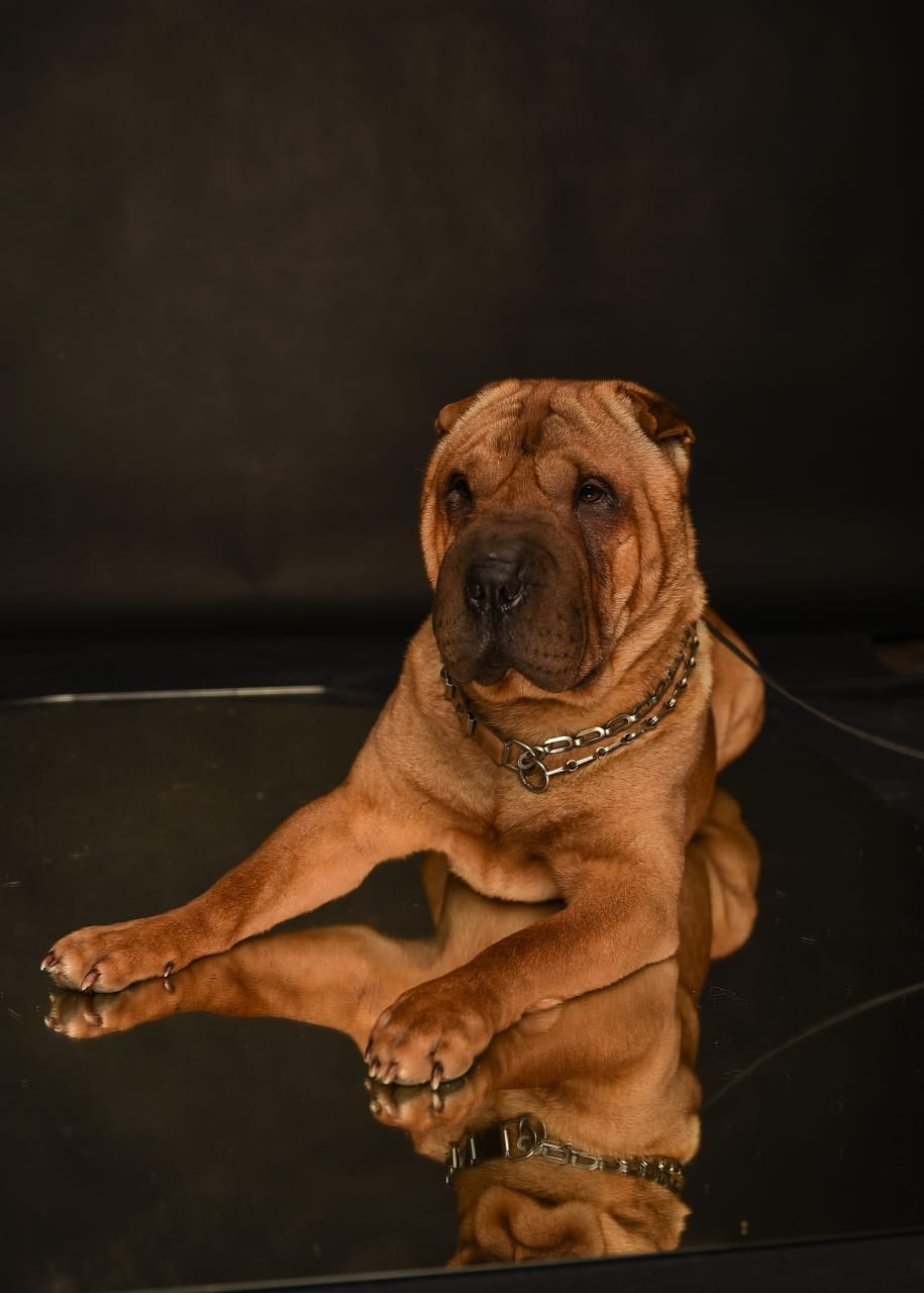 Купить Шарпей Тюмень, Купить Шарпея Тюмень, Купить щенка Шарпей Тюмень, ТОП питомник Шарпеев Тюмень, Питомник Шарпей  Тюмень, 