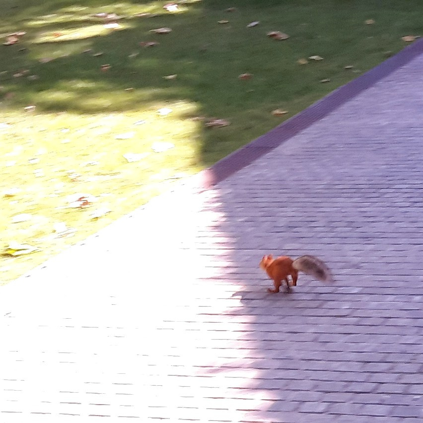 Парк Краснодар (парк Галицкого). Фотограф Славянск на Кубани
