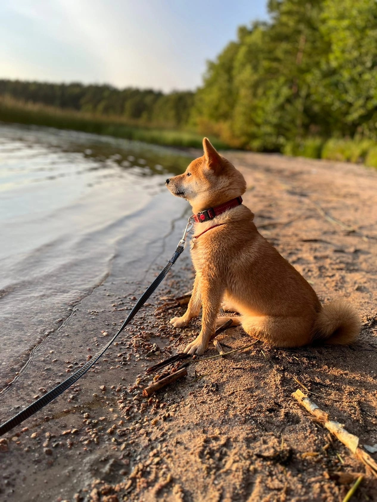 сиба питомник Рубилайт щенки на продажу rubylight  сиба щенки купить