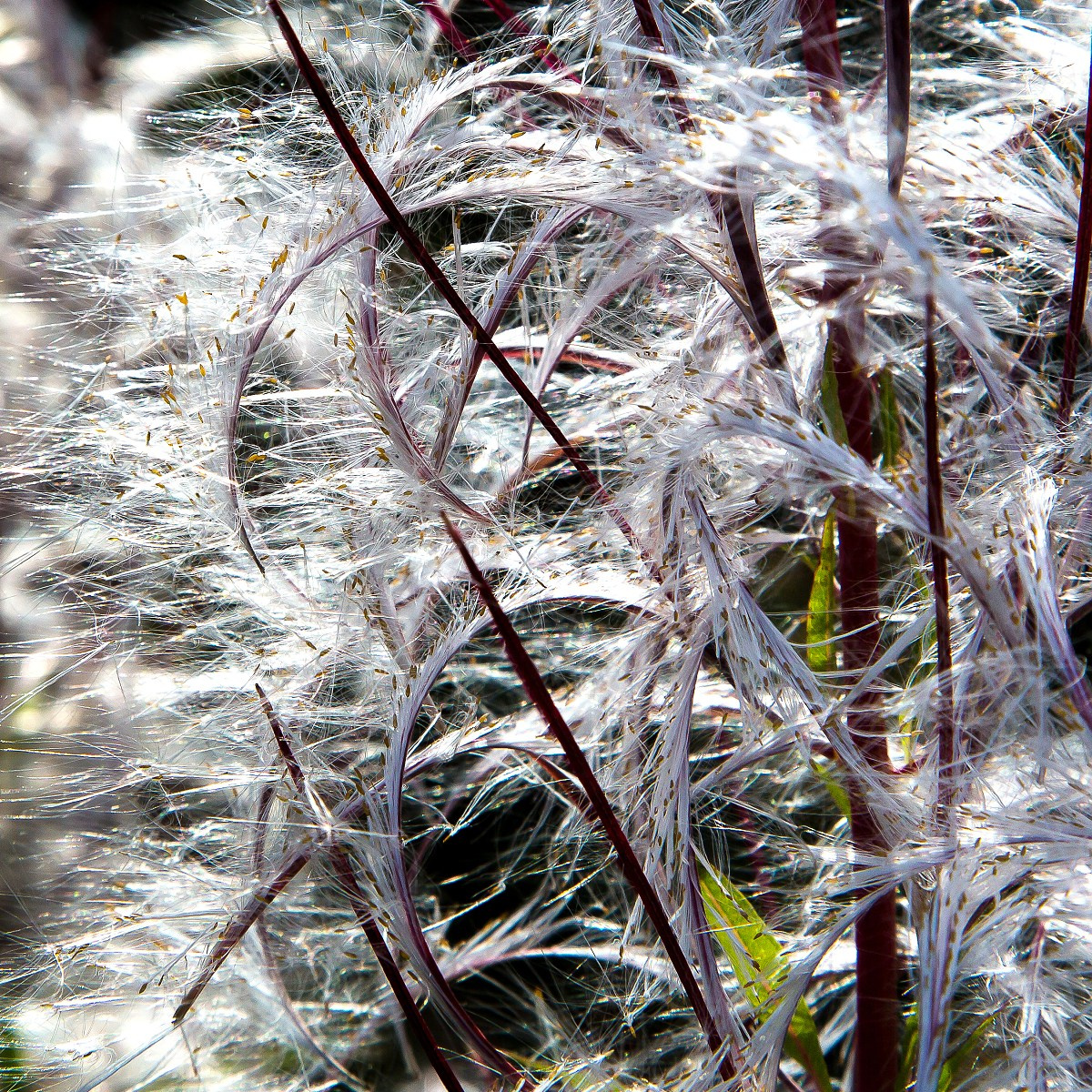 Мир растений. Пейзажи Крайнего Севера. Баренцево море, Рыбачий, Средний, Немецкий