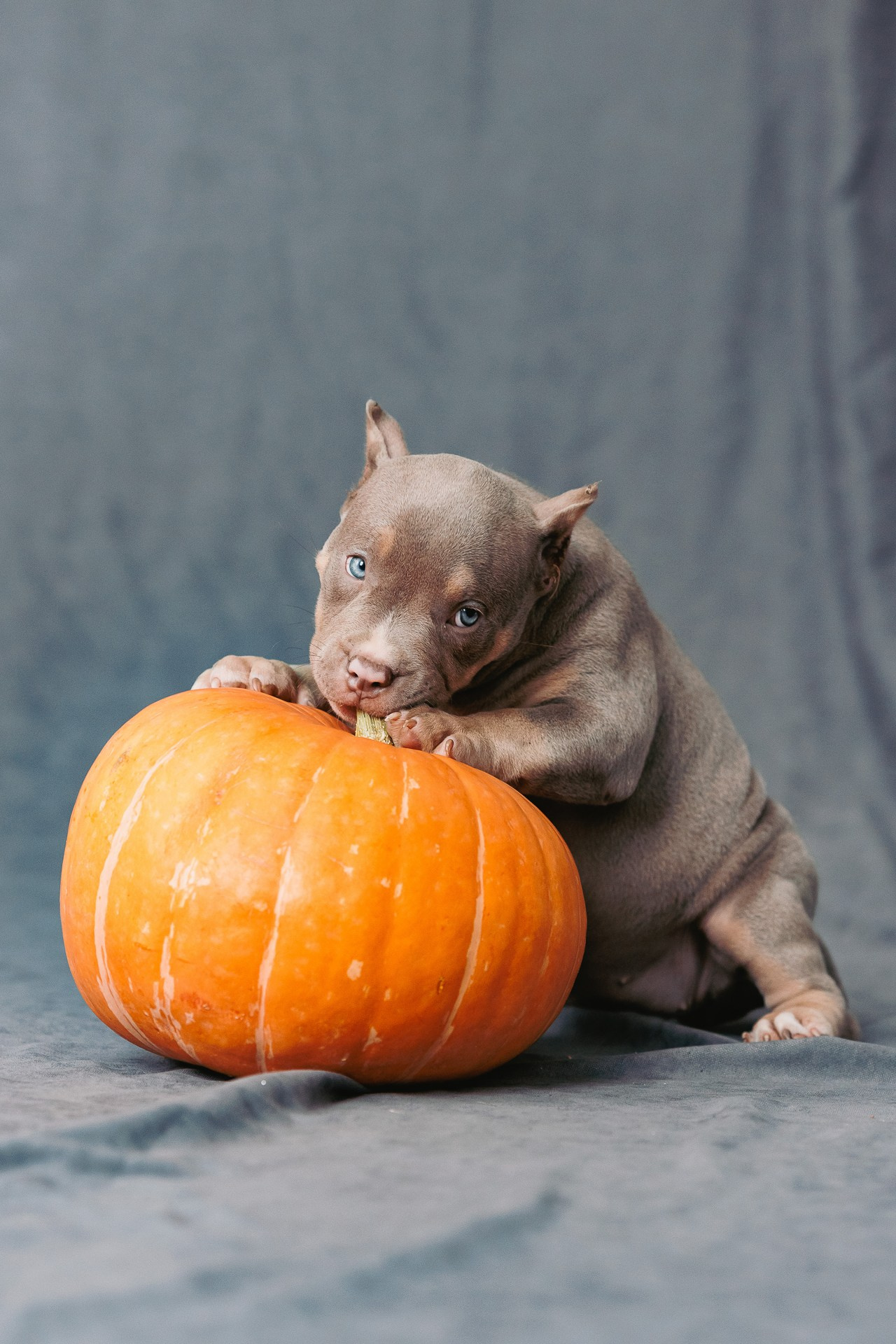 Щенки. Фотосъёмка для бизнеса — предметное фото, репортаж с мероприятий, портреты людей, съёмка интерьера и экстерьера