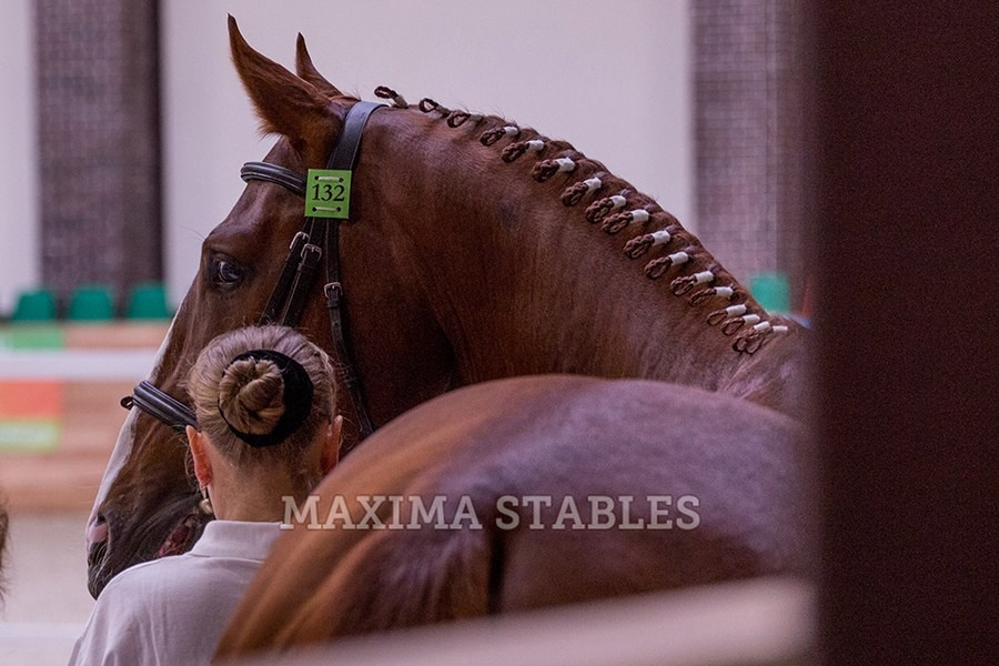 Зимние соревнования. Фотосессии с лошадьми