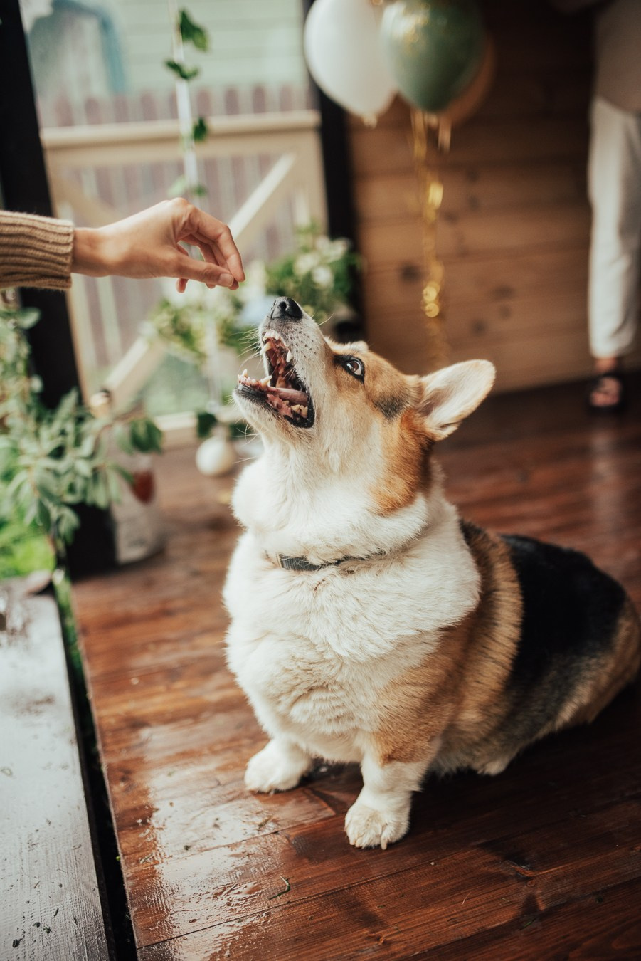 Годик | на даче