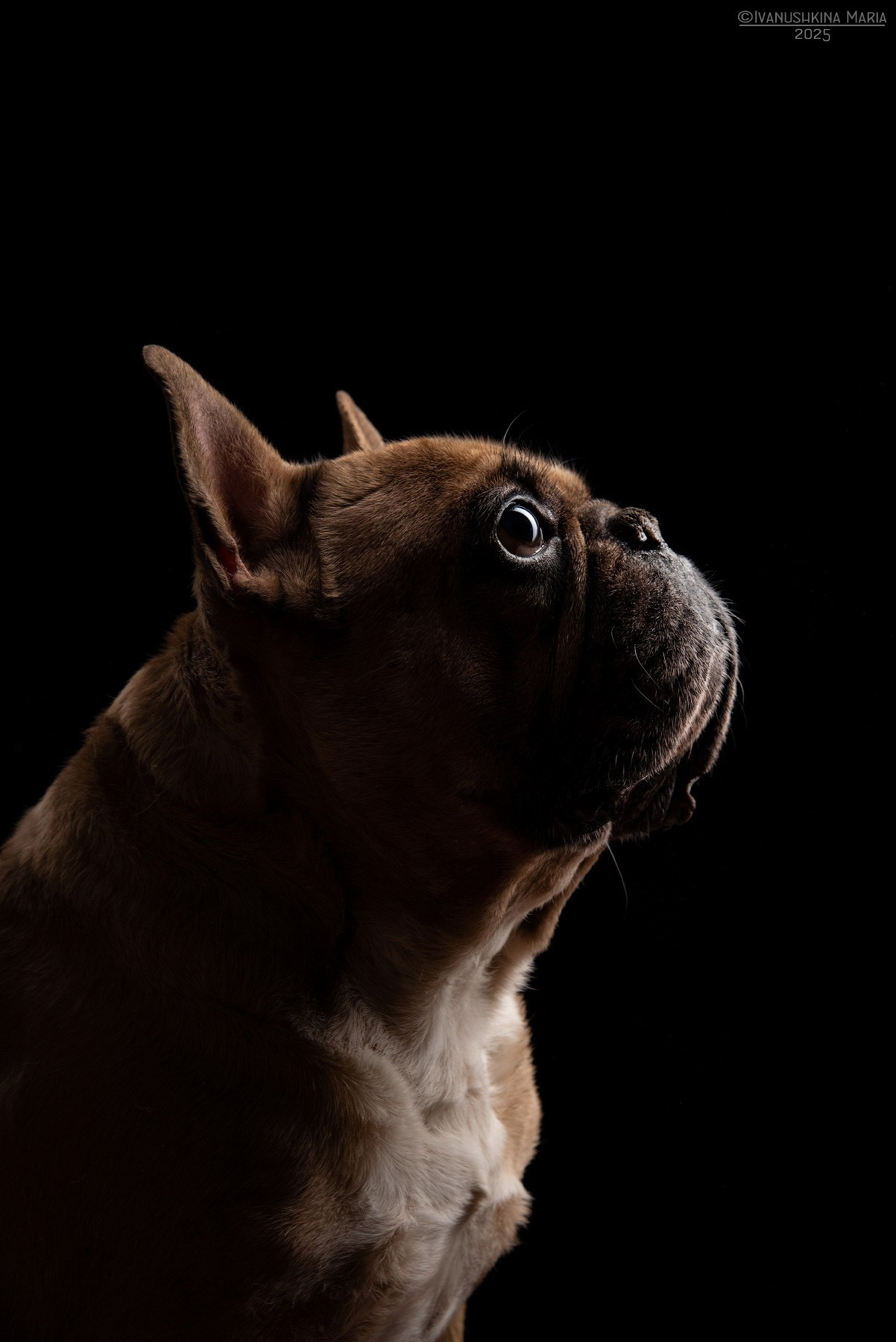 Фотосессия собаки в студии. Фотограф собак в Москве и Московской области Иванушкина Мария