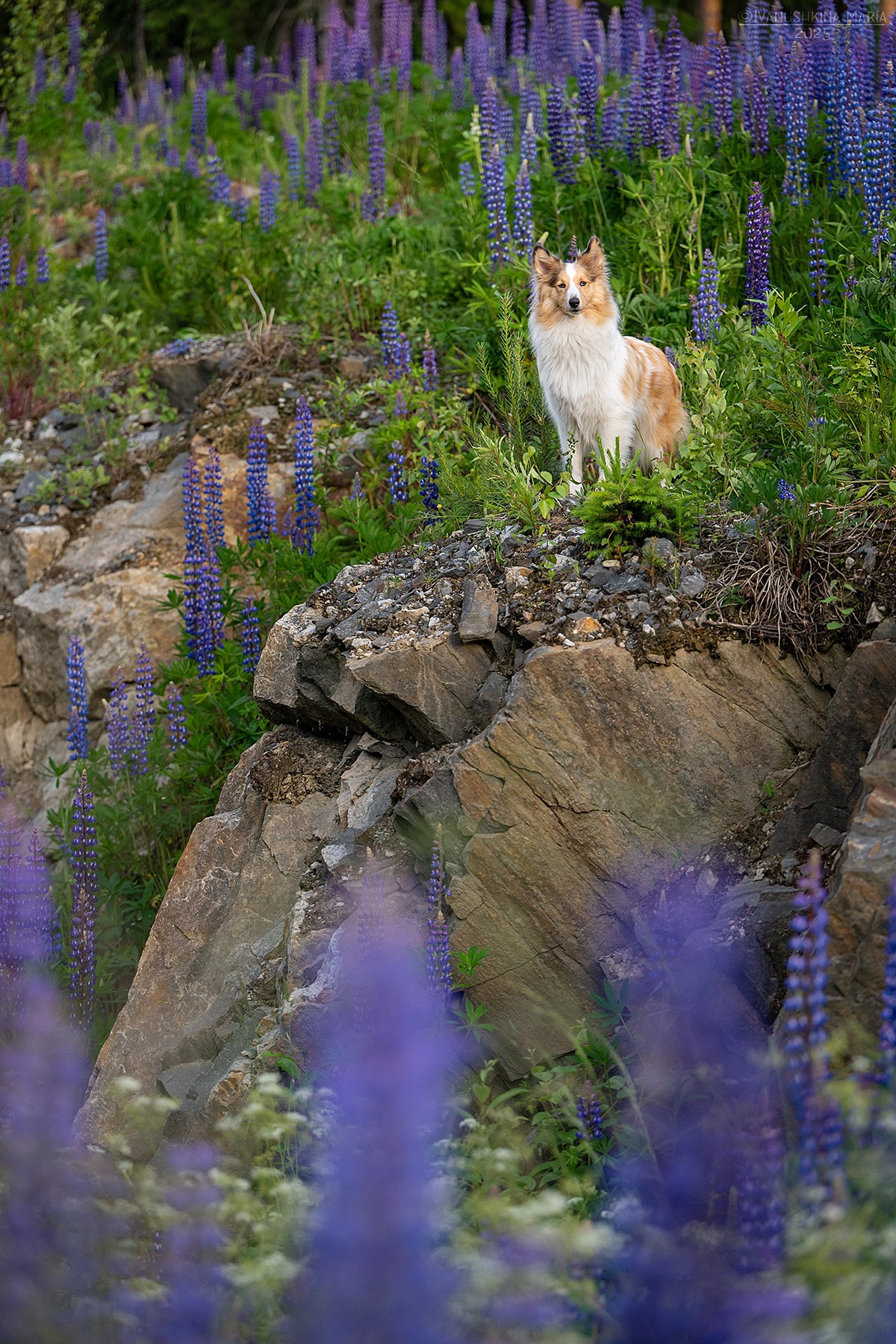 Фотограф-анималист. Фотограф собак в Москве и Московской области Иванушкина Мария