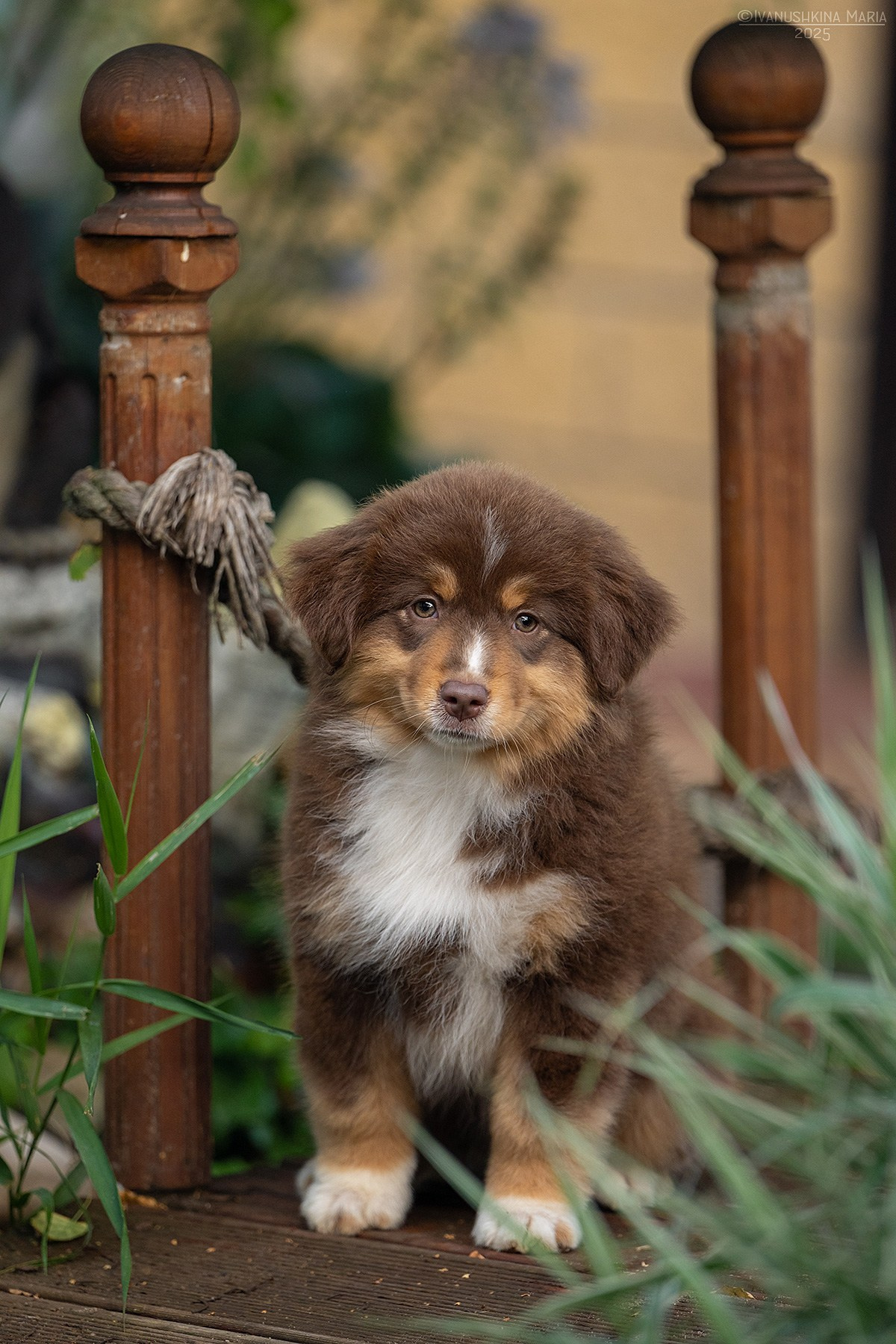 Фотосессия щенков на продажу. Фотограф собак в Москве и Московской области Иванушкина Мария