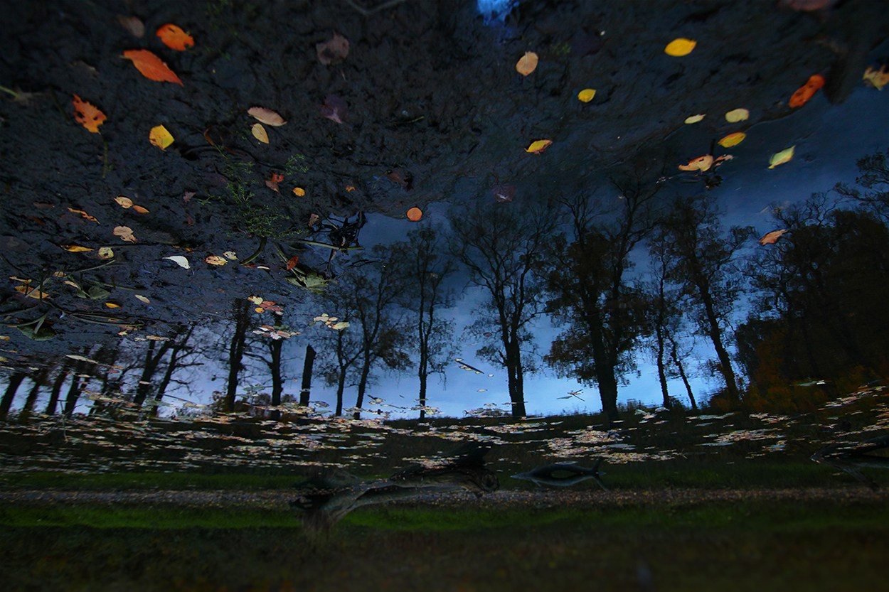 Средняя полоса. Свадебный и репортажный фотограф в Ярославле и Санкт-Петербурге Роман Микрюков