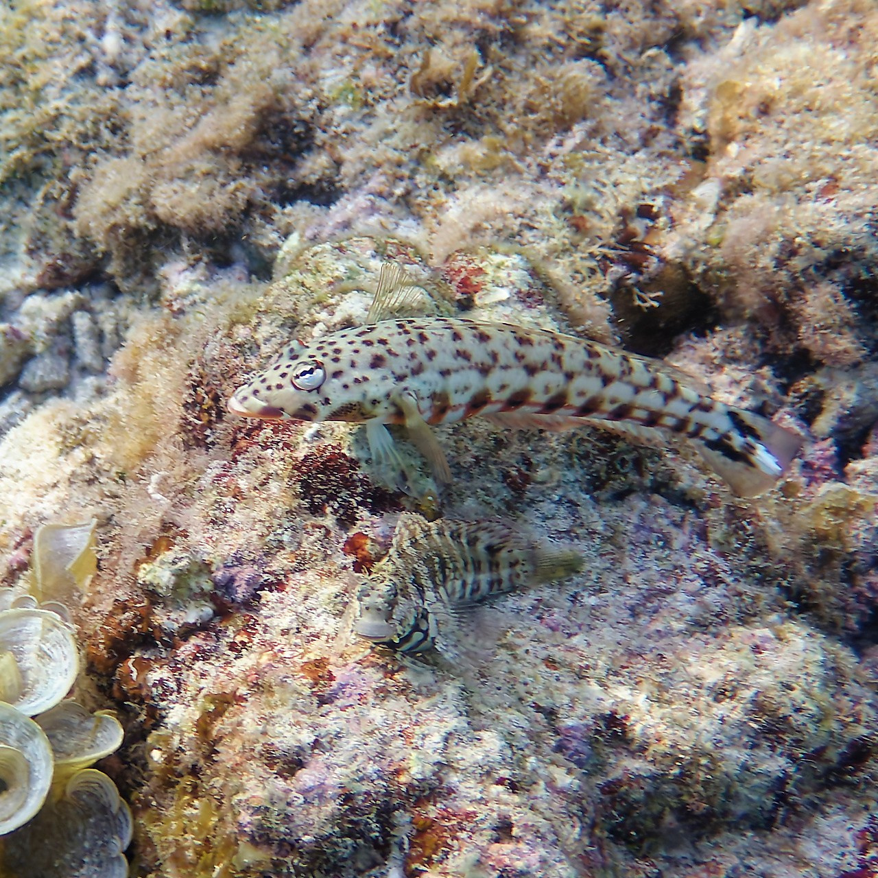 Мне посмотреть. Рыбов показываю