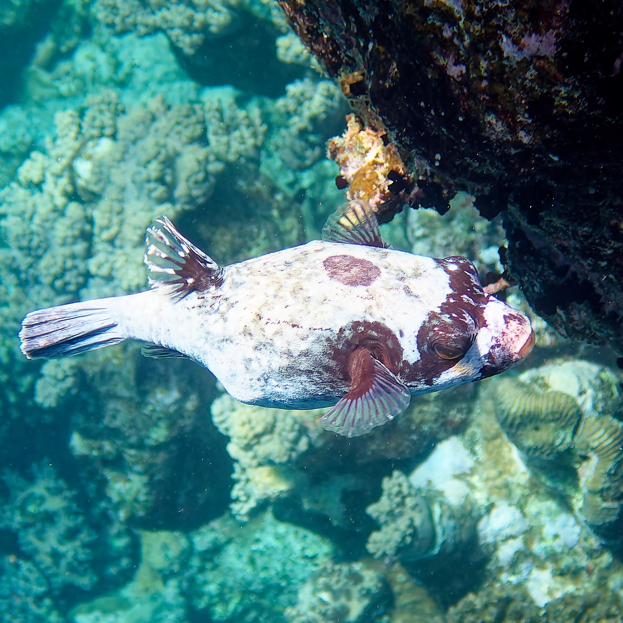 Мне посмотреть. Рыбов показываю