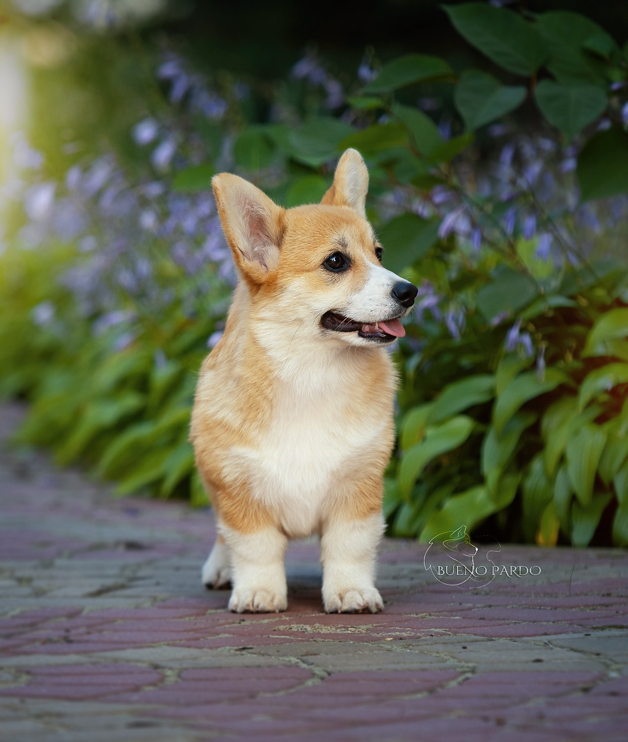 Щенки вельш корги пемброк из питомника. Питомник собак Акита, Хаски, Корги