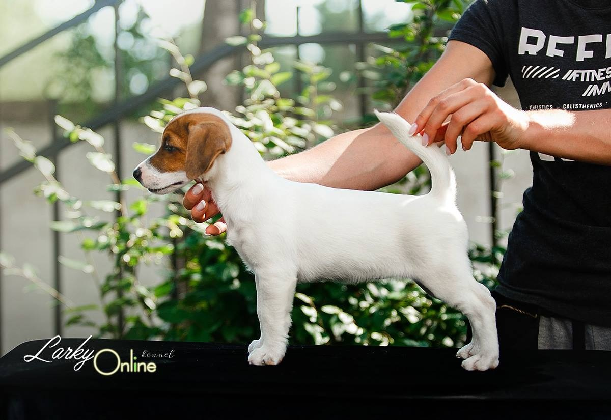 UNIKA LARKY ONLINE. КАНЕ МАЭСТРО — питомник Джек рассел терьеров