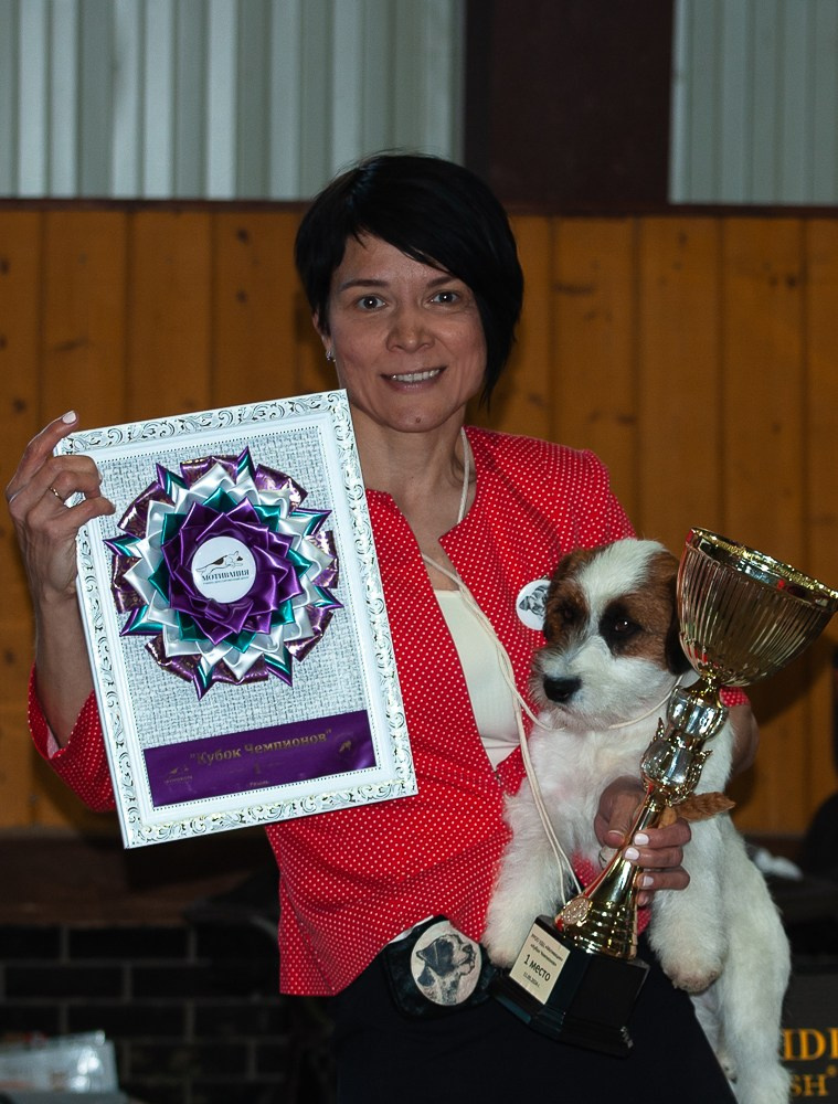 Жесткошерстный. б/рыж. Джек рассел терьер. КАНЕ МАЭСТРО СТИМОРОЛ АЙС. КАНЕ МАЭСТРО — питомник Джек рассел терьеров