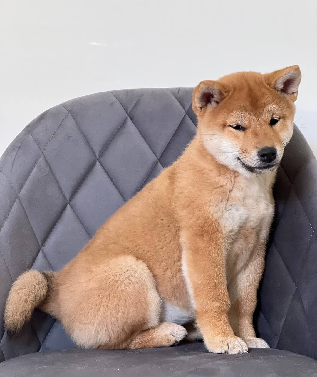 Сиба Rubylight Zoe питомник Рубилайт 