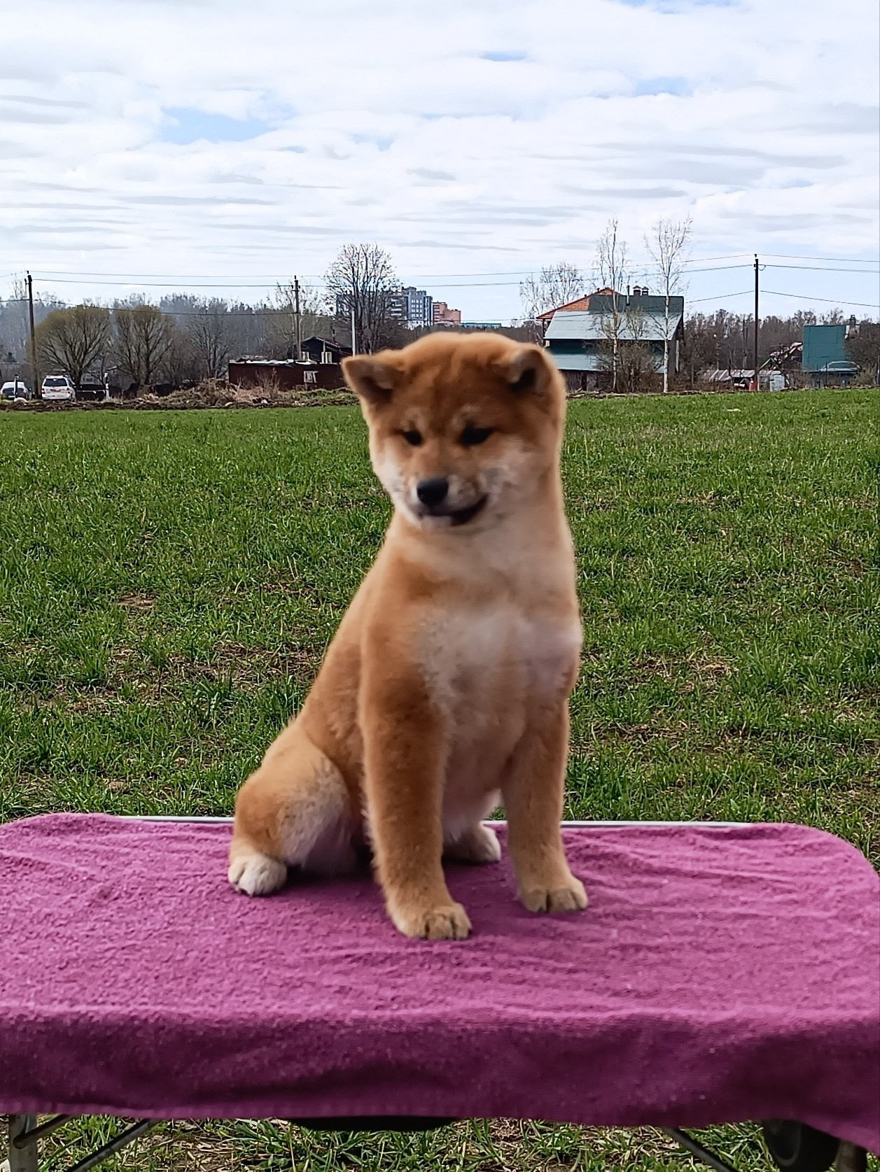 Сиба Rubylight Ellis питомник Рубилайт