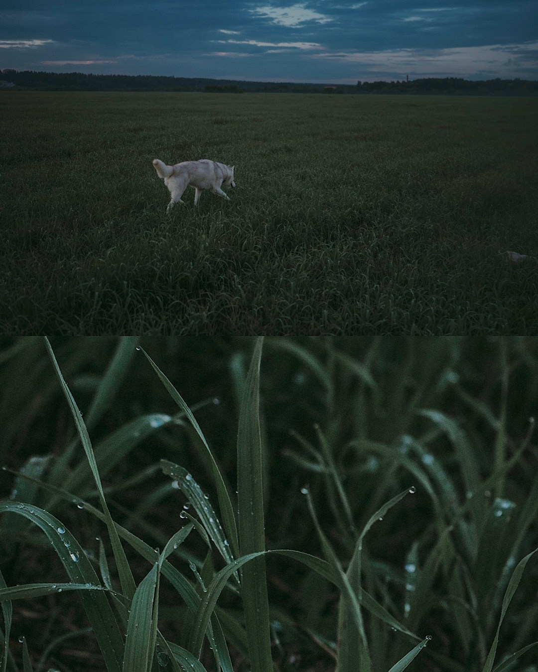 Мария и Джесси. Фотограф анималист в Москве и Санкт-Петербурге Свиридова Анна