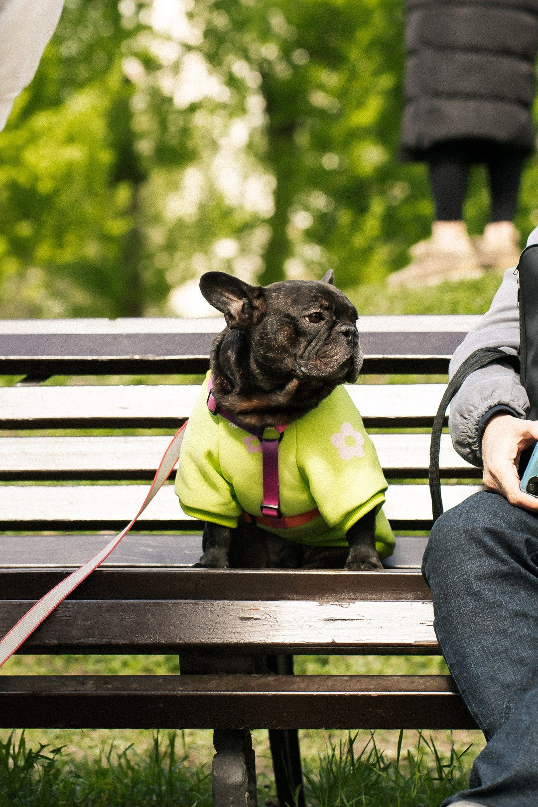 Парад Бульдогов. Axenov_eugene