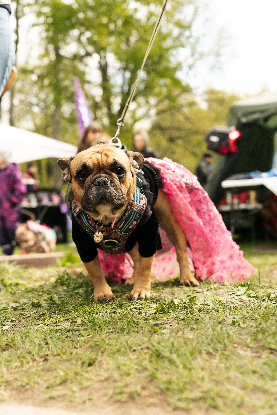 Парад Бульдогов. Axenov_eugene